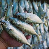Ikan Tongkol Baby Segar